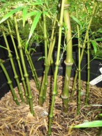 Qiongzhuea tumidissinoda